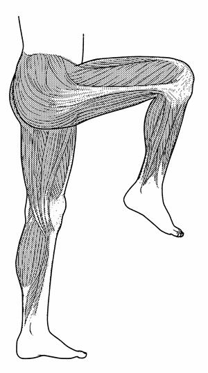 Thigh Flexor Muscles